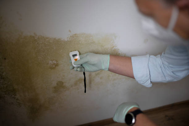 Best Home Mold Removal  in Addison, TX