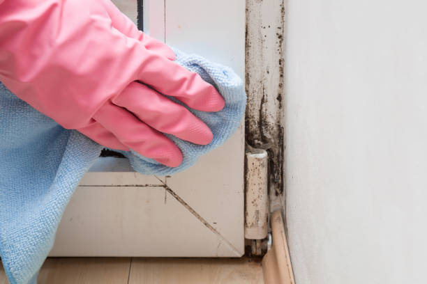Best Local Mold Removal Service  in Addison, TX