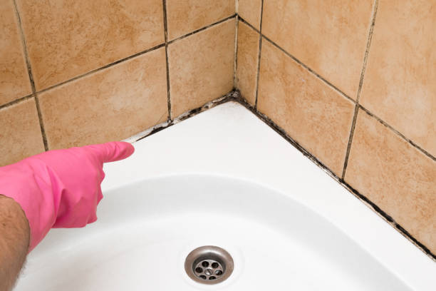 Best Best Mold Removal Companies  in Addison, TX