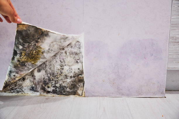 Best Toxic Mold Removal  in Addison, TX